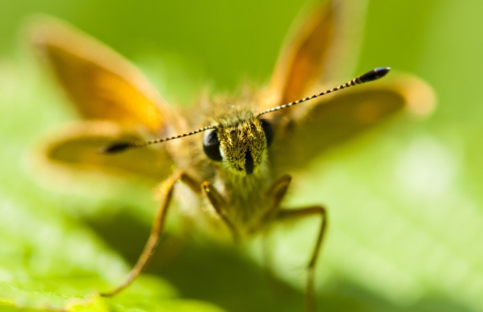 4K Closeup of a Skipper Butterfly