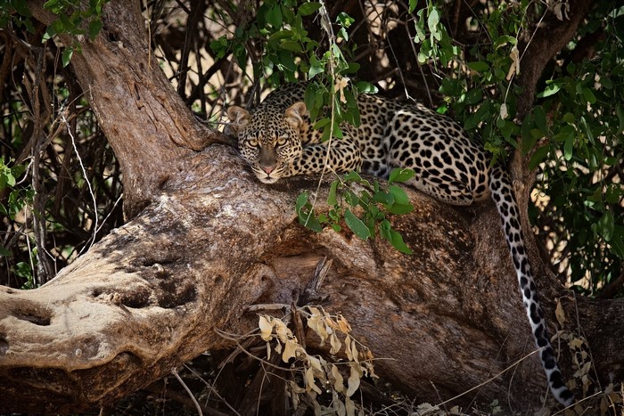 Leopard resting on a tree branch