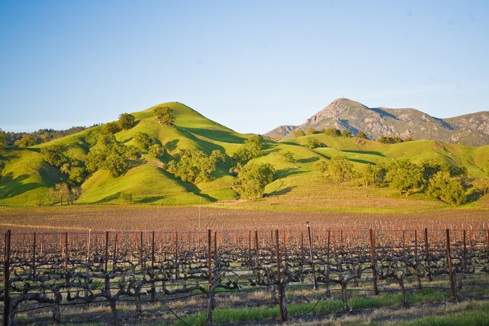 Vineyard in front of rolling green hills and mountains