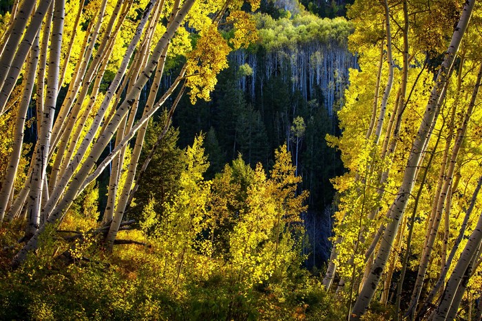 Colorado Aspen Forest in Autumn
