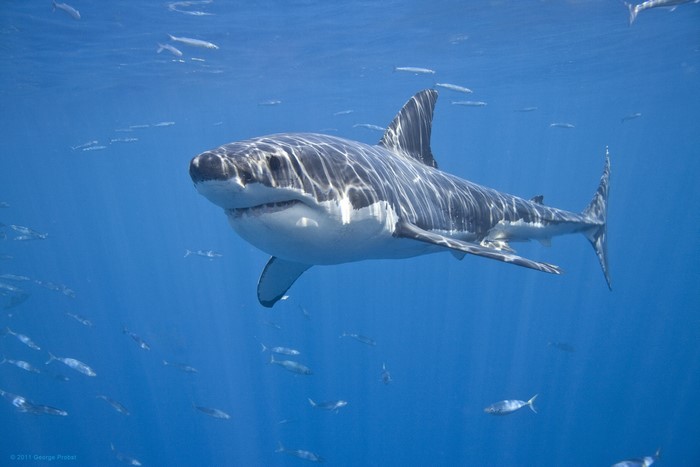 Great White Shark swimming with fish underwater