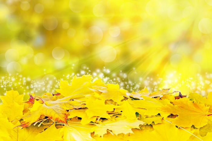 4K Autumn Yellow Foliage