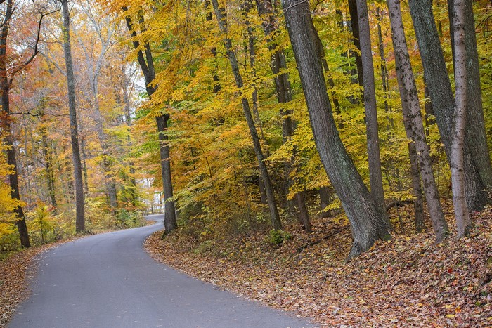 Winding road through an autumn forest with yellow leaves
