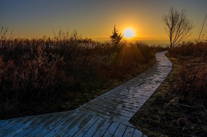 Boardwalk through marshland at sunrise