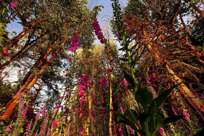 Forest with Foxgloves and Tall Trees