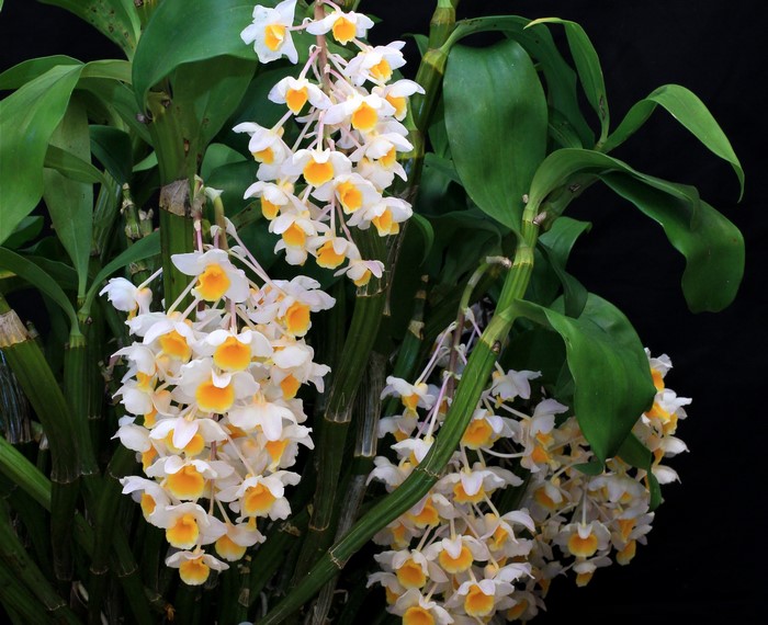 White and yellow orchids on black background