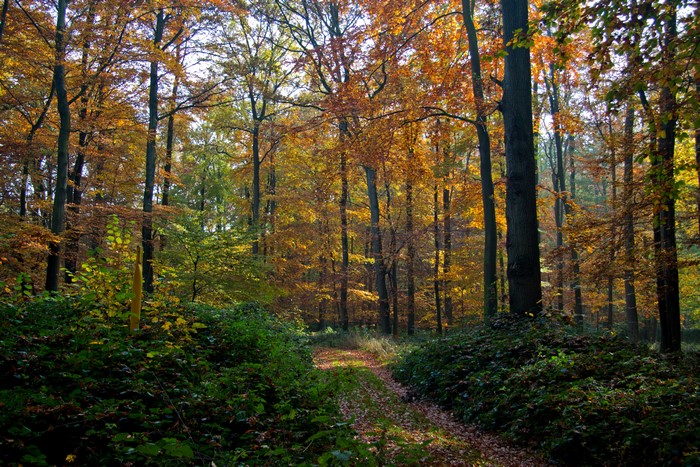 Autumn forest with a path and colorful trees