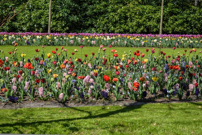 4K Keukenhof Lisse Colorful Tulips and Hyacinths