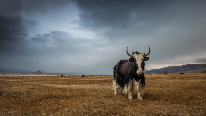 Yak in a vast grassland under a stormy sky