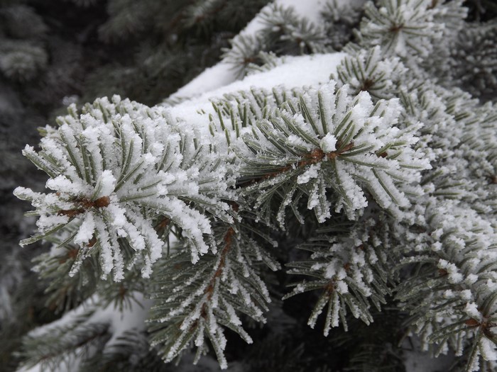 4K Winter Snow on Pine Branches Closeup