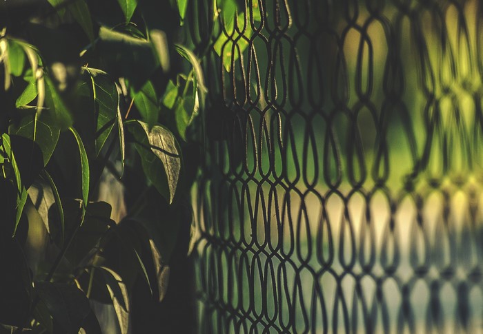 Green leaves and fence with sunlight