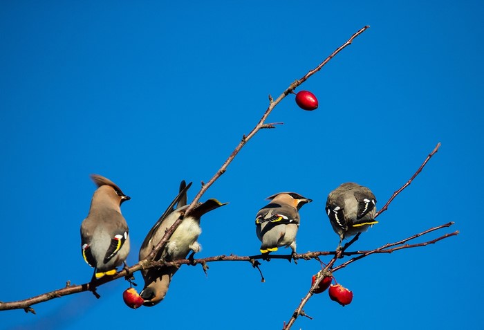 Four Bohemian Waxwings on a branch with red berries