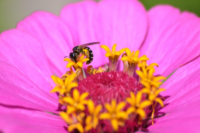 4K Bee on Pink Zinnia Flower