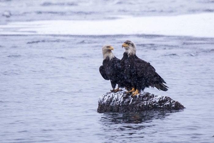 Two bald eagles on a rock in the water
