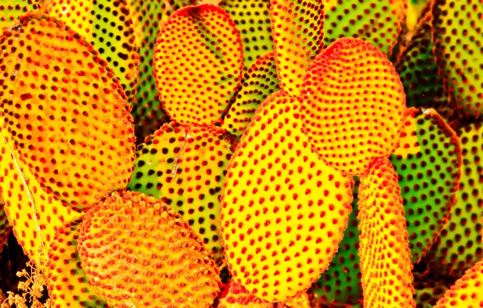 Close-up of prickly pear cactus pads
