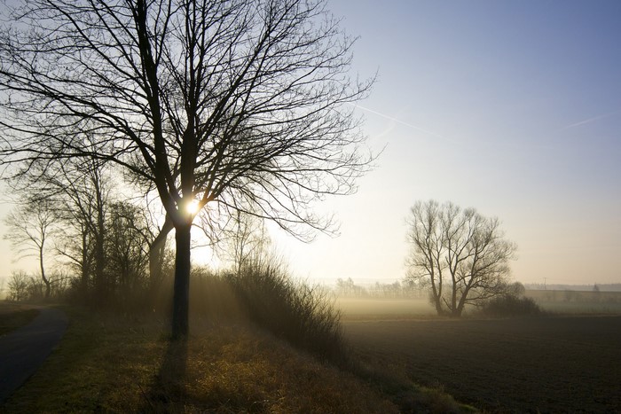 Bare trees in fog at sunrise with sunbeams