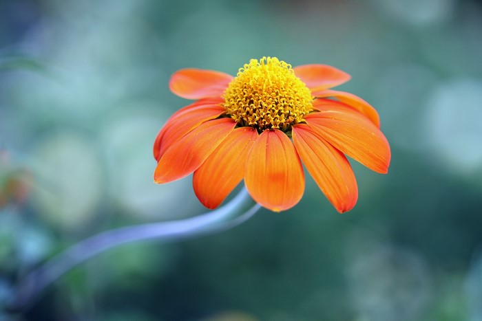 Orange Echinacea flower closeup