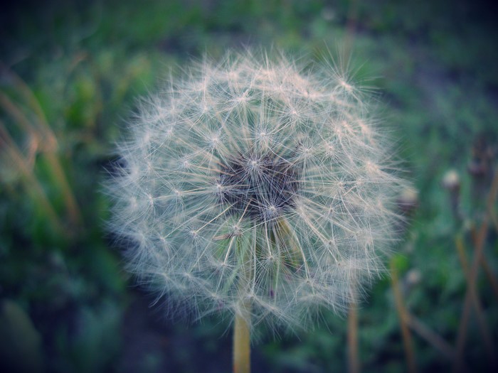 Close-up of a dandelion seed head