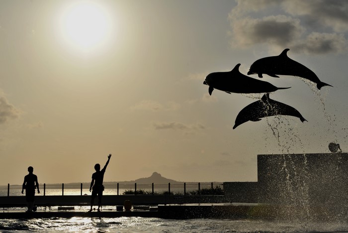 Dolphins Jumping in Silhouette at Sunset