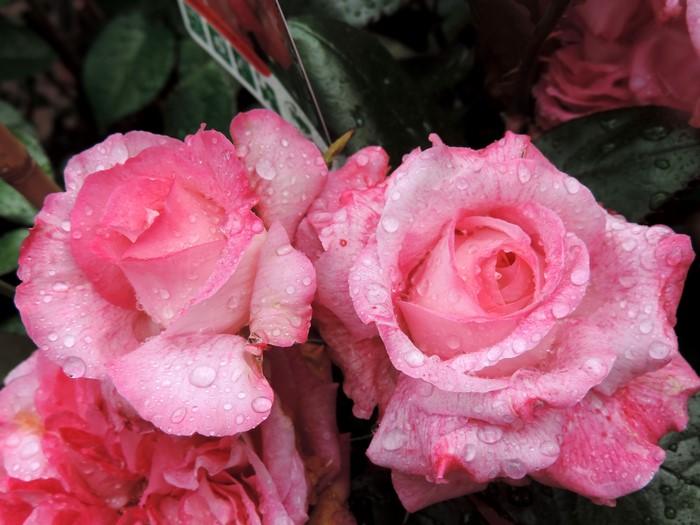 Pink roses with water drops