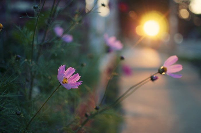 4K Cosmos plant with sunset