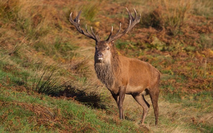 A majestic stag with large antlers stands in a grassy field.