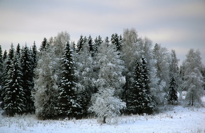 Snow-covered forest with evergreen and deciduous trees