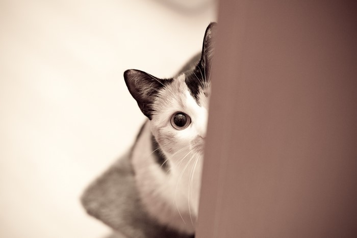 Cat peeking from behind a surface
