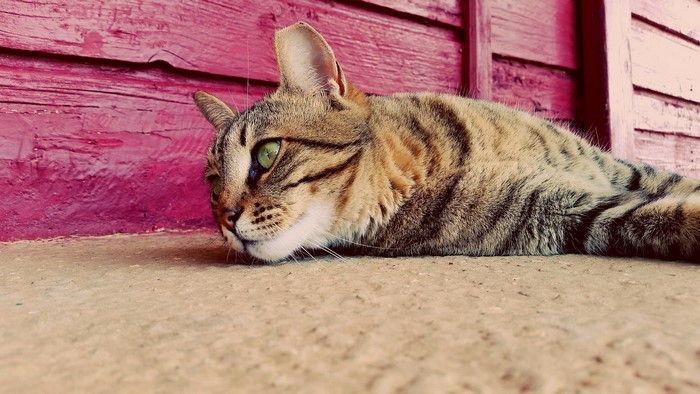 Tabby cat lying on concrete in front of a pink wooden wall