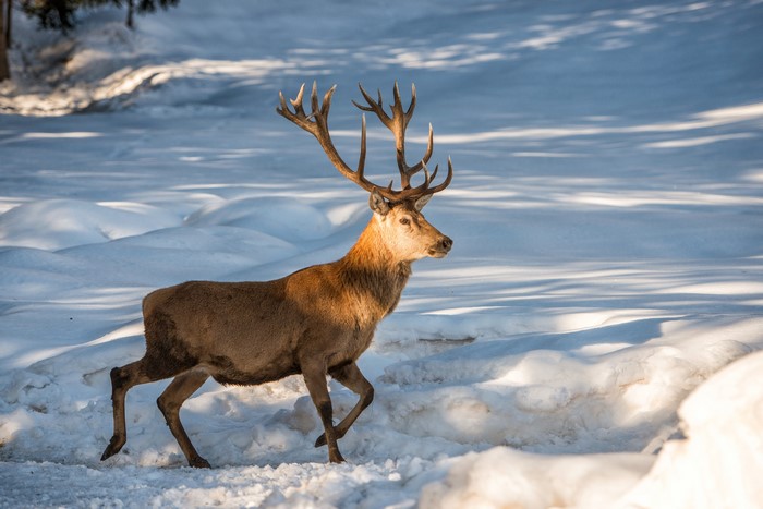 Deer with antlers walking in the snow