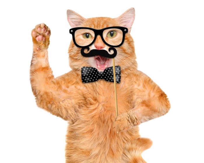 Ginger cat with glasses and bow tie