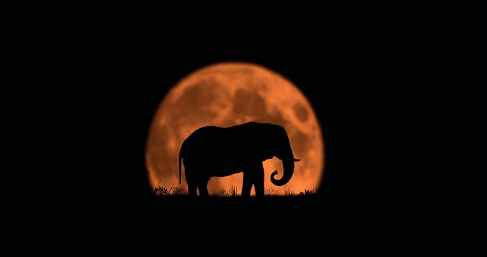 Elephant Silhouette Against Orange Moon
