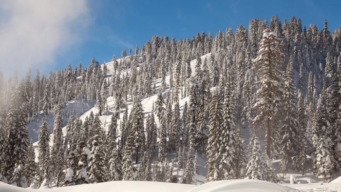 Snow-covered trees on a mountain slope in Lassen Volcanic National Park
