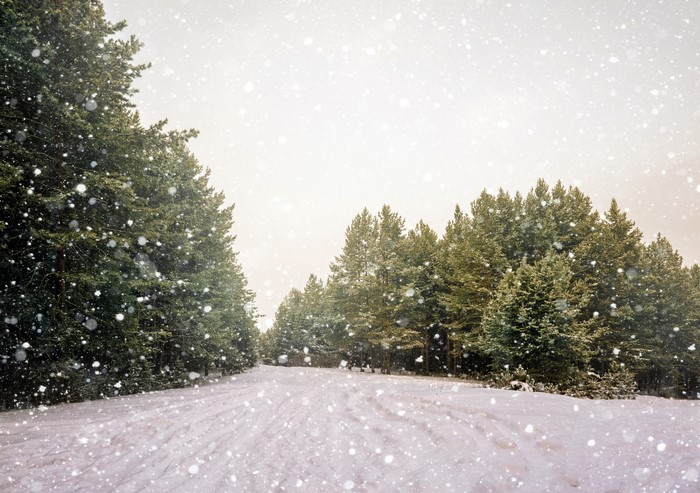 Winter road through a snowy pine forest