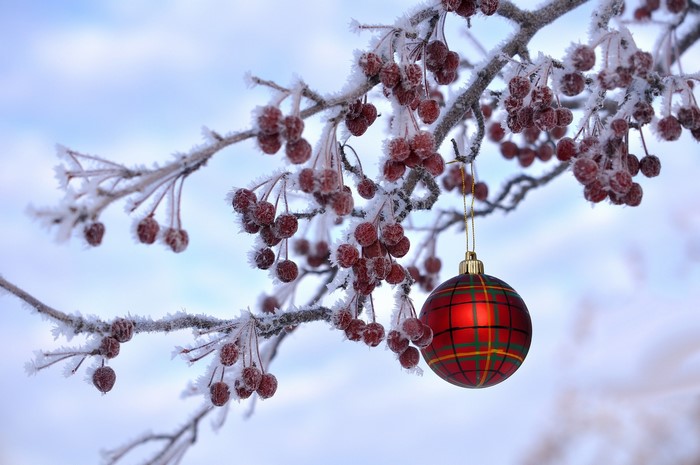 Christmas ornament on frosted branches with berries