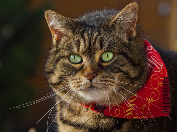 Tabby cat with green eyes wearing a red bandana