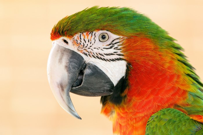 Close-up of a colorful macaw parrot's head