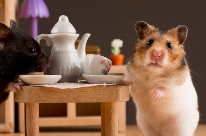 Two hamsters at a miniature tea party
