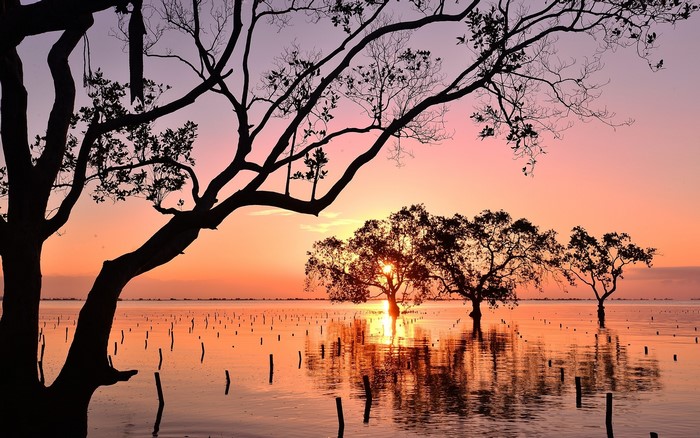 Silhouette trees in water at sunrise, Mindanao, Philippines