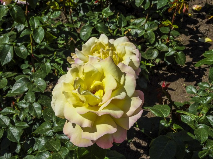 Yellow Roses with Pink Edges and Green Foliage