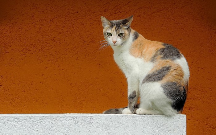 Calico cat sitting on a white ledge