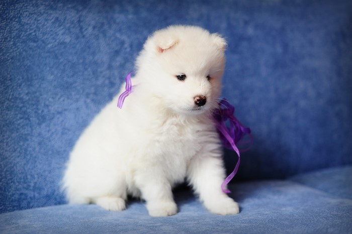 White Samoyed puppy with purple ribbon