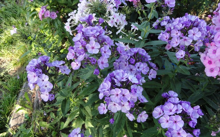 Purple and white phlox flowers in a garden