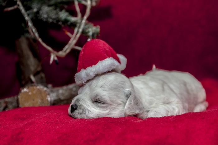 Puppy wearing a Santa hat sleeping by a Christmas tree