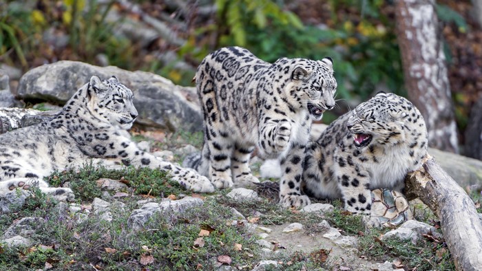 Three snow leopards interacting on rocky terrain
