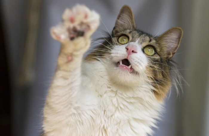 Cat reaching out with paw