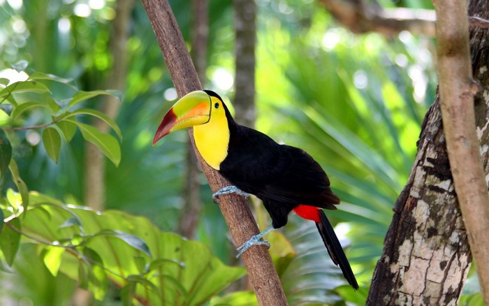 Keel-billed Toucan perched on a branch in a forest