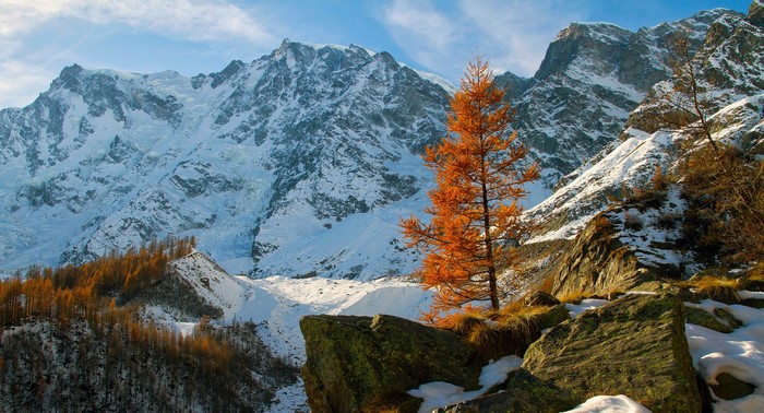 Snow-covered mountains with an orange tree in the foreground
