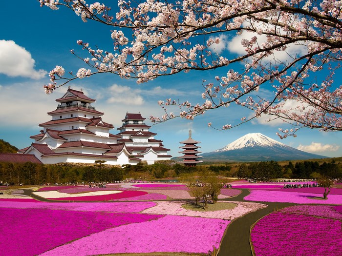 Tsuruga Castle with Sakura and Mount Fuji View