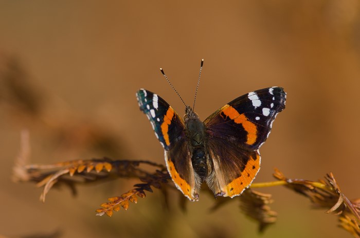 Red Admiral butterfly on a dry plant